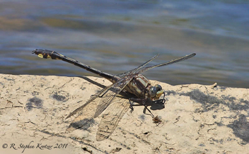 Gomphurus septima, male